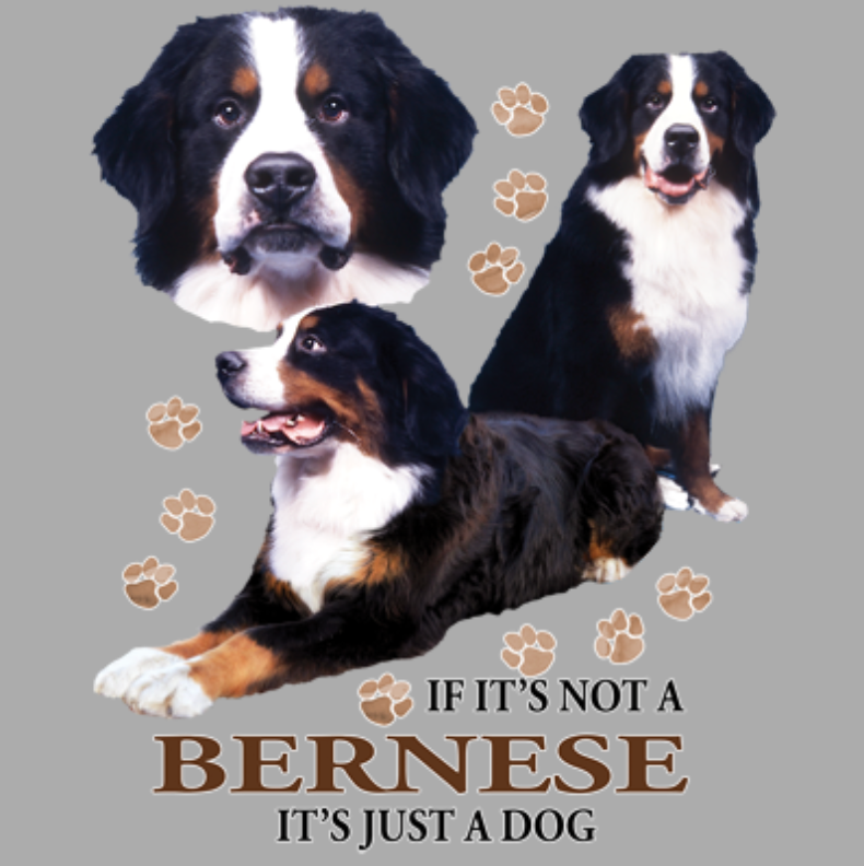 Bernese (rotukuva)