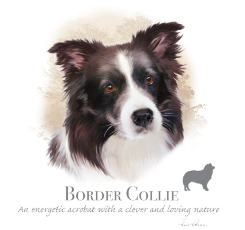 Border Collie (rotukuva)