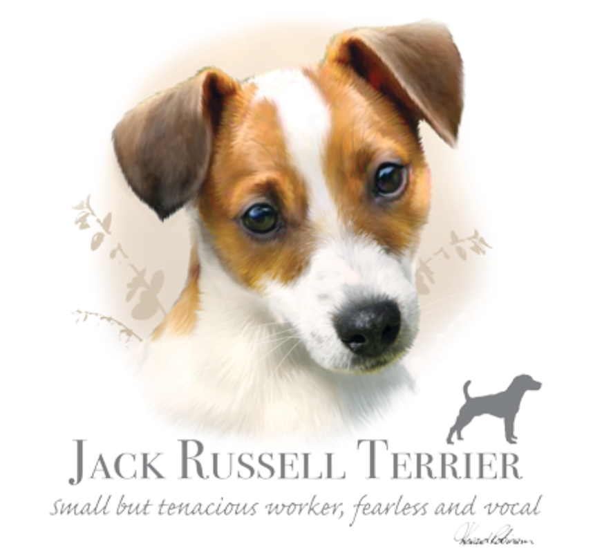 Jack Russel Terrier (rotukuva)