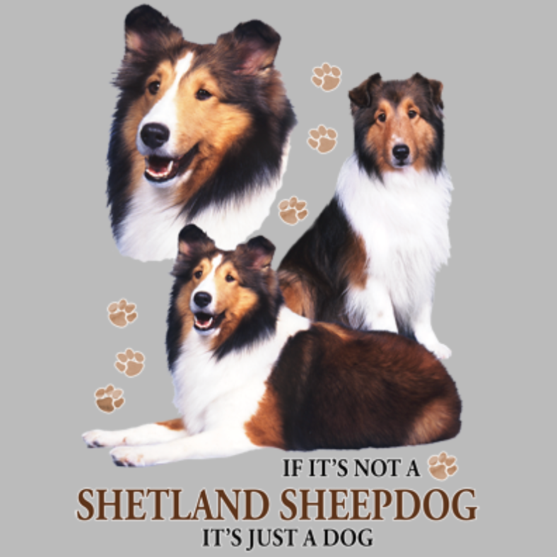 Shetland Sheepdog (rotukuva)